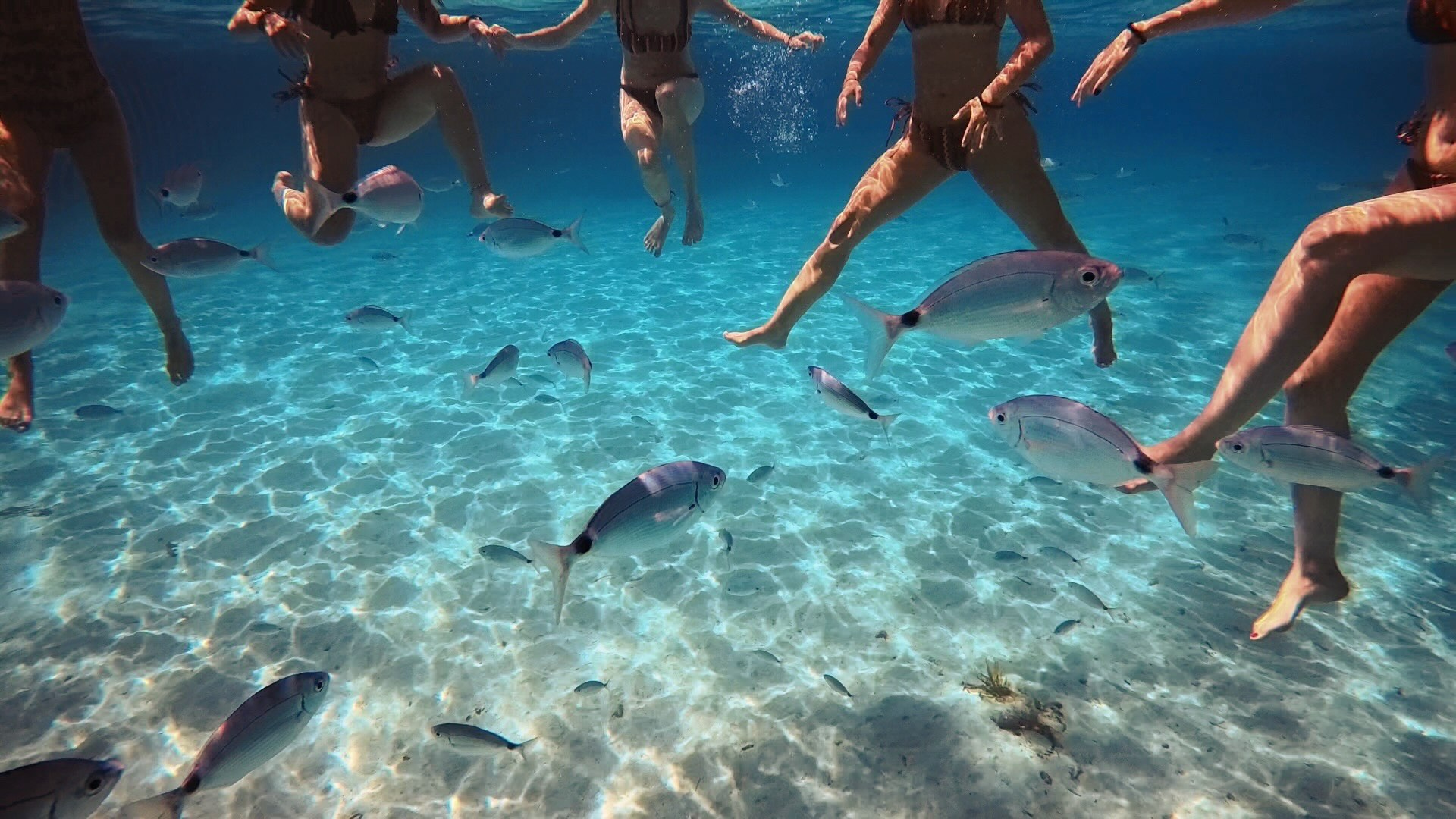 Il Viandante Sail Snorkeling day